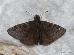 Erynnis telemachus