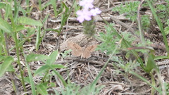 Calephelis aymaran