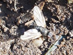 Earomyia lonchaeoides