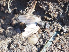 Earomyia lonchaeoides