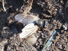 Earomyia lonchaeoides