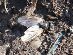 Earomyia lonchaeoides