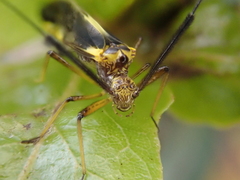 Dictyopsocus pennicornis
