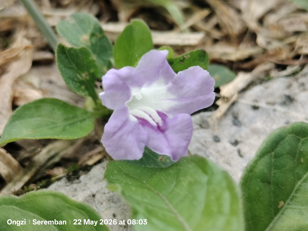 Nổ bò – Ruellia repens