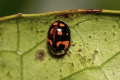 Adalia decempunctata
