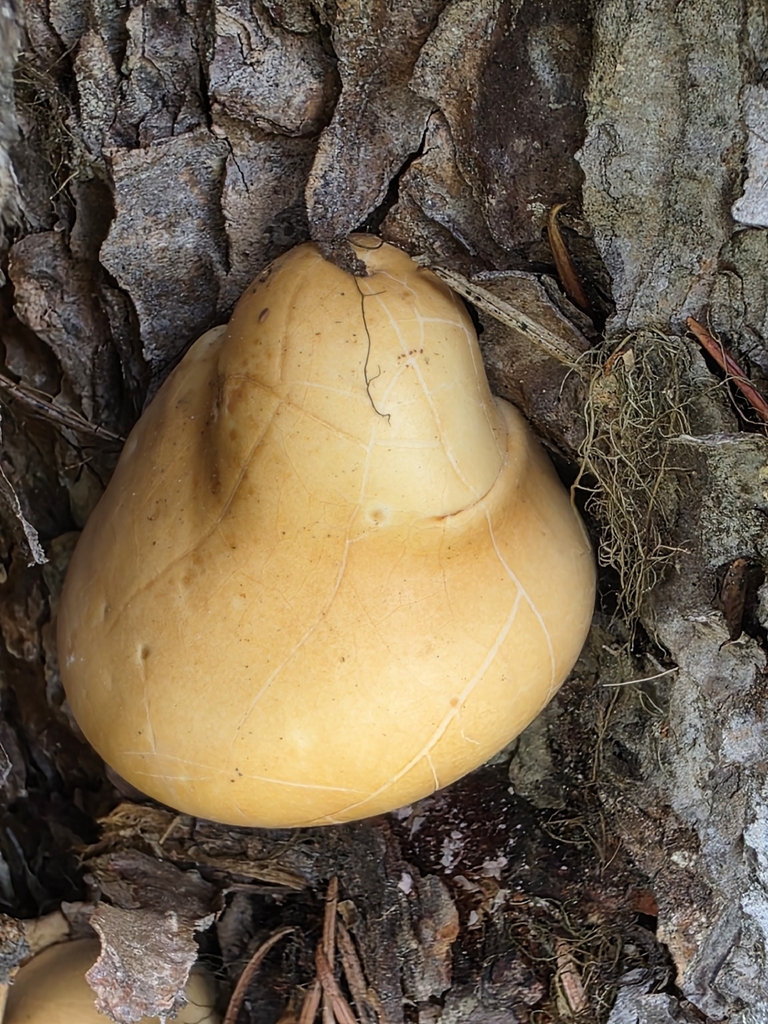 Veiled Polypore · May 2026 · photo: Photo: no rights reserved · iNaturalist