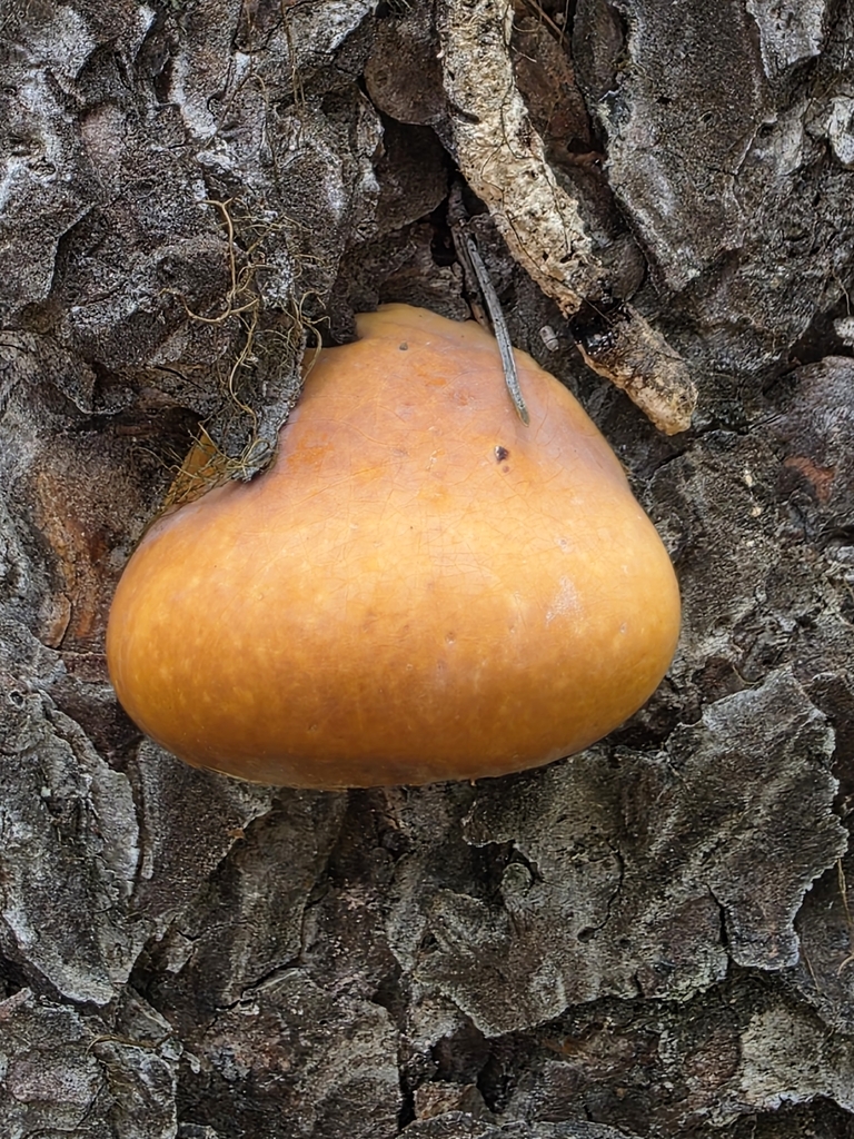 Veiled Polypore · May 2026 · photo: Photo: no rights reserved · iNaturalist