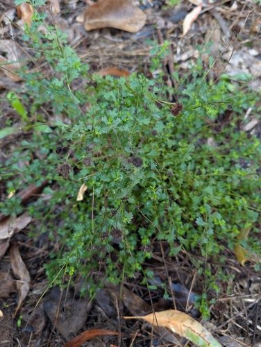 Calotis cuneifolia iNat (2)