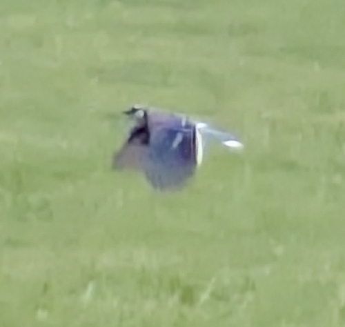 Blue Jay photographed in Kansas