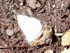 Celastrina echo
