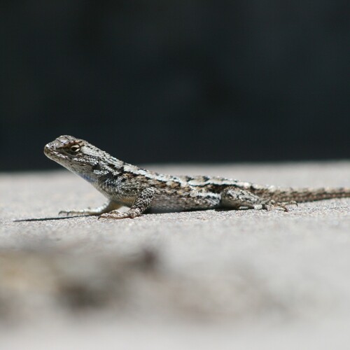 Western Fence Lizard
