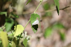 Leptotes cassius cassius