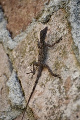Anolis argenteolus