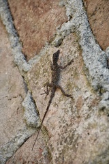 Anolis argenteolus