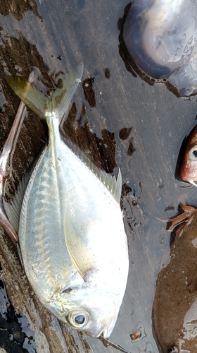 Carangoides coeruleopinnatus observed 2026-05-21