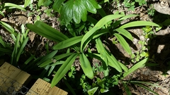 Hymenocallis occidentalis