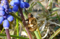 Bombylius major
