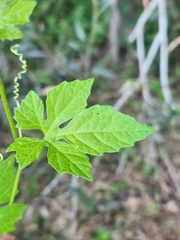 Causonis clematidea, photograph sambolts, CC BY, iNaturalist via GBIF