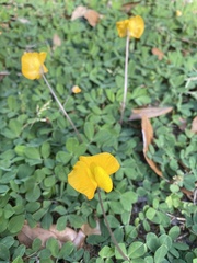 Arachis glabrata