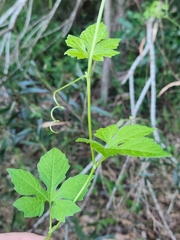 Causonis clematidea, photograph sambolts, CC BY, iNaturalist via GBIF