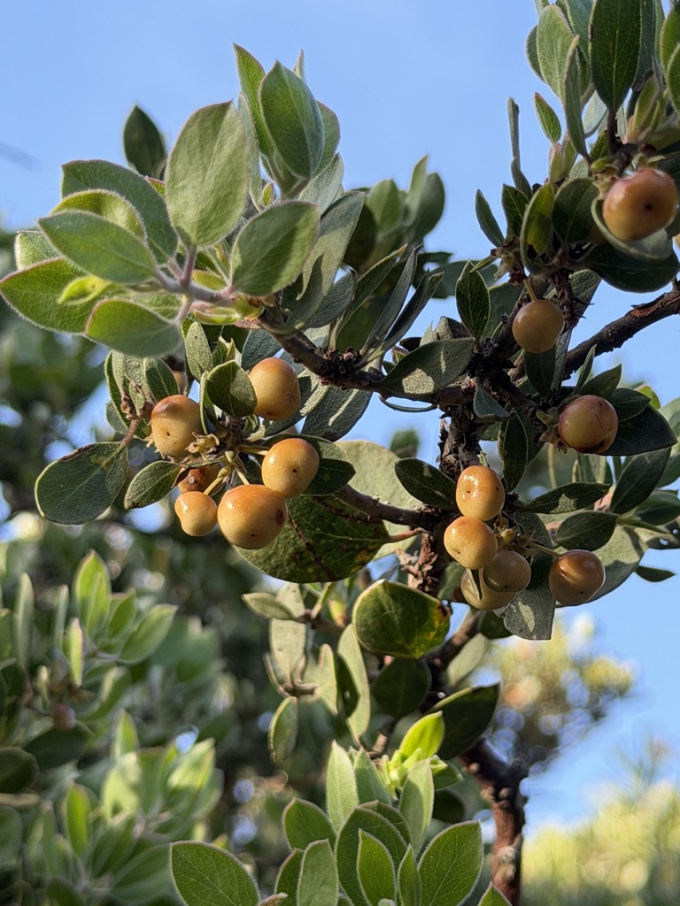 Arctostaphylos nipumu