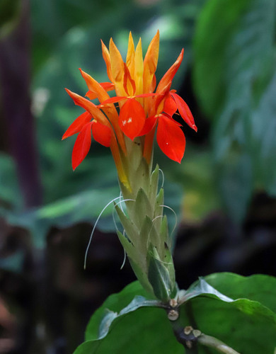 Aphelandra aurantiaca observed 2026-04-30