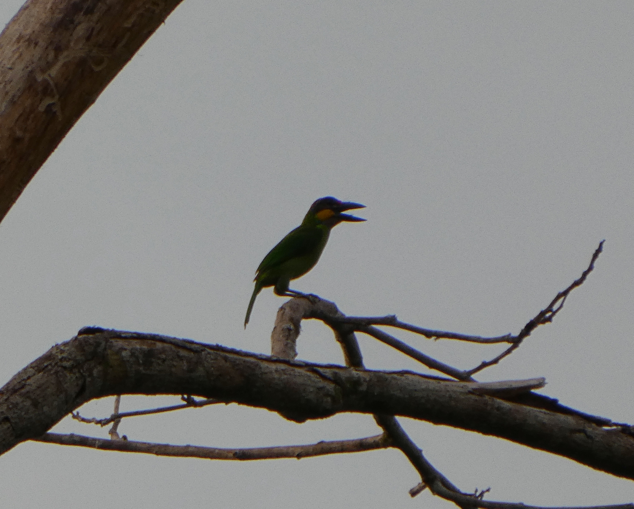 Golden-whiskered Barbet (Psilopogon chrysopogon), photo 2