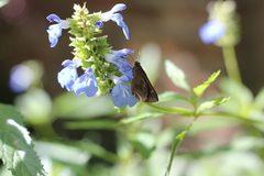 Cymaenes odilia