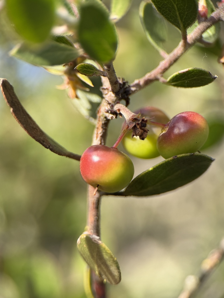 Arctostaphylos nipumu