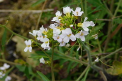Arabidopsis arenosa arenosa