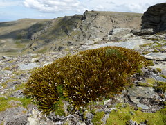 Aciphylla simplex