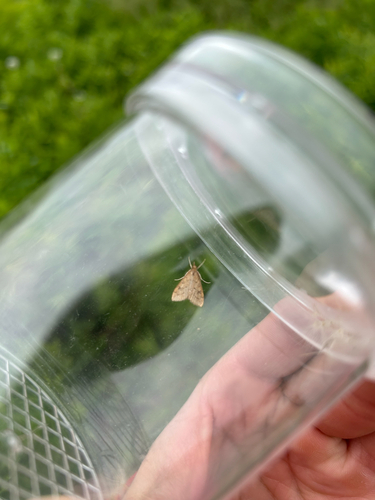Celery Leaftier Moth, Sherrill, IA, US, photo 7 of 10