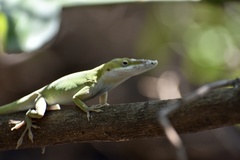 Anolis porcatus
