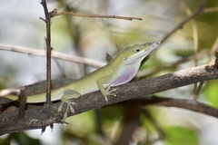 Anolis porcatus
