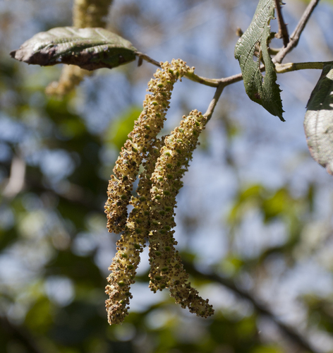 Andean Alder