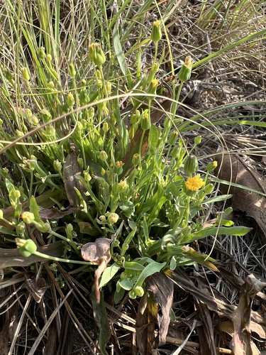Krigia cespitosa