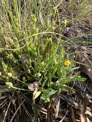 Krigia cespitosa