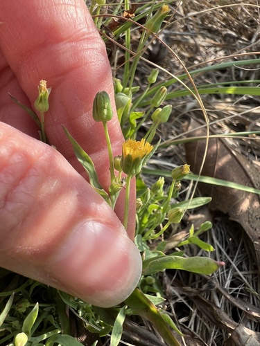Krigia cespitosa, photograph 2