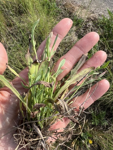 Krigia cespitosa, photograph 4
