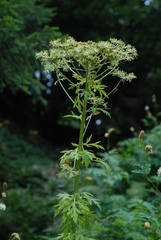 Pleurospermum austriacum