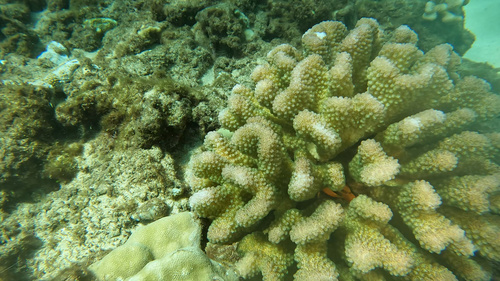 Trapezia bidentata observed 2026-05-21