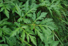 Pleurospermum austriacum