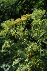 Pleurospermum austriacum