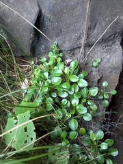 Myosotis pansa pansa