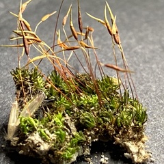 Hyophiladelphus agrarius