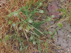Lepidium campestre