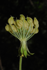 Pleurospermum austriacum