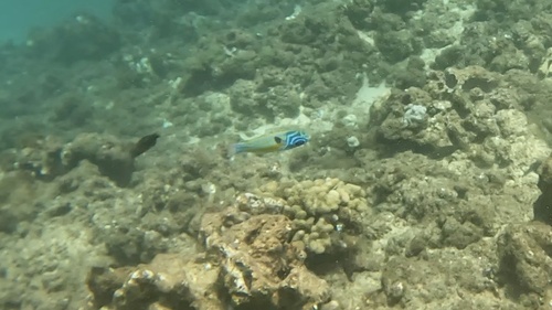 Thalassoma quinquevittatum, 2026-05-21