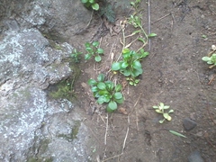 Myosotis pansa pansa