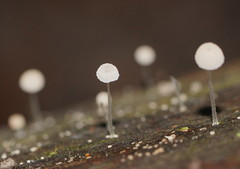 Mycena piringa